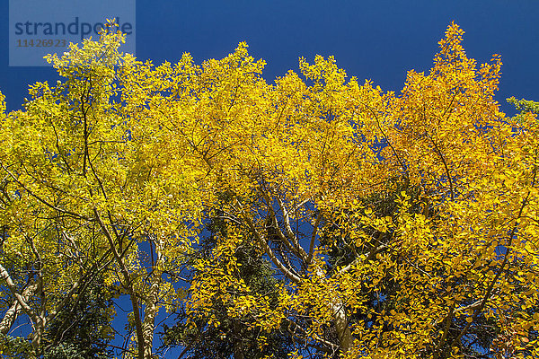 Buntes Laub  südlich des Denali National Park and Preserve  vom Parks Highway aus gesehen  im Landesinneren von Alaska; Alaska  Vereinigte Staaten von Amerika'.