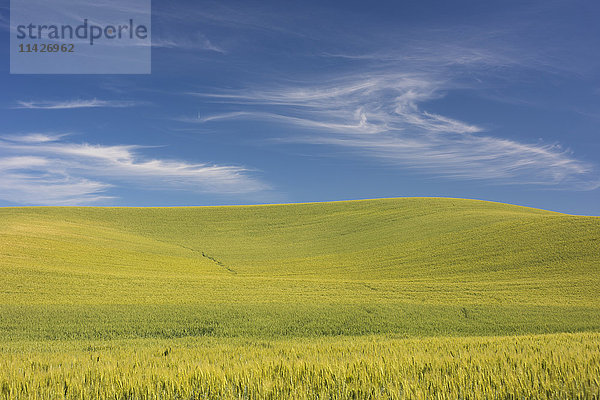 Hügelige Gerstenfelder und blauer Himmel im Palouse County im Osten Washingtons; Washington  Vereinigte Staaten von Amerika'.
