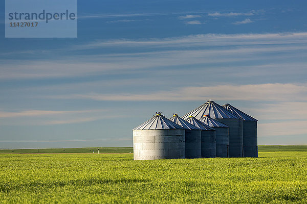 Große Getreidesilos aus Metall in einem grünen Weizenfeld mit blauem Himmel und Wolken  östlich von Calgary; Alberta  Kanada'.