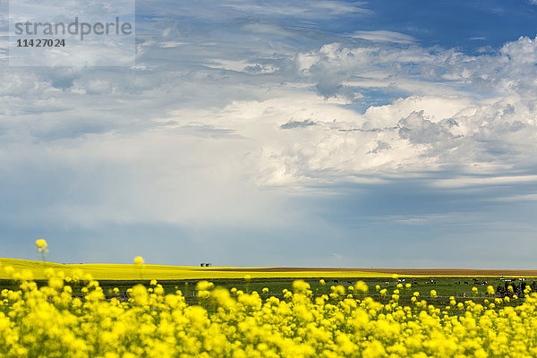 Blühendes Rapsfeld mit dunklen Gewitterwolken und grasenden Rindern; Nanton  Alberta  Kanada'.