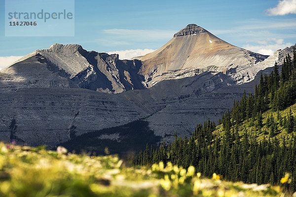Bergkette mit Wildblumen am Hang im Vordergrund und blauem Himmel; Bragg Creek  Alberta  Kanada'.