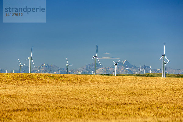 Große Windmühlen in einem goldenen Weizenfeld mit Bergkette im Hintergrund und blauem Himmel  nördlich von Glenwood; Alberta  Kanada'.