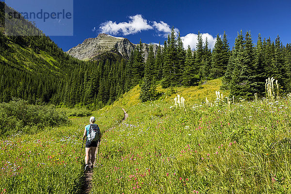 Wanderin  die auf einem Pfad in einer Wildblumenwiese mit Malerbüschen  Bärgras und Astern spazieren geht  mit Bergen  blauem Himmel und Wolken in der Ferne; Waterton  Alberta  Kanada'.