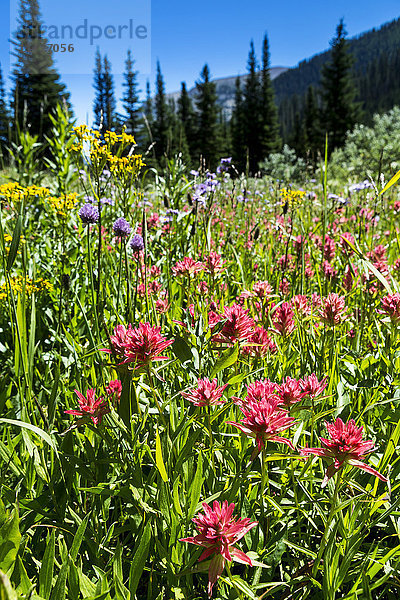 Nahaufnahme einer Wiese mit Wildblumen und blauem Himmel; Waterton  Alberta  Kanada'.