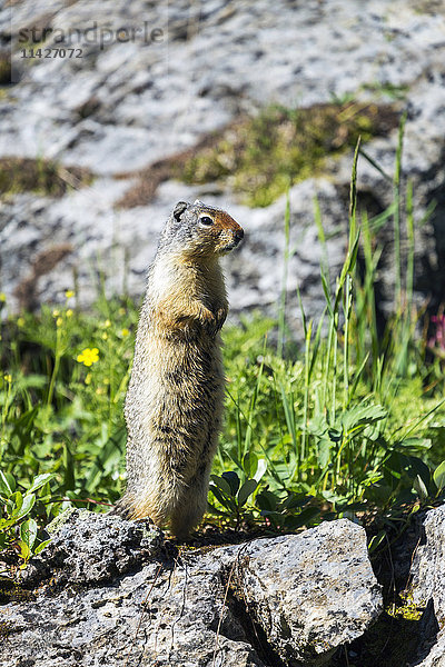 Nahaufnahme eines Richardson's Ground Squirrel (Urocitellus richardsonii)  das aufrecht auf einem Felsen steht  Banff National Park; Banff  Alberta  Kanada '