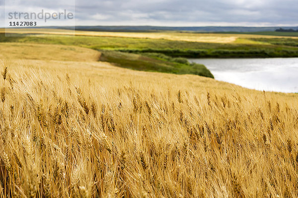 Reifes goldbraunes Weizenfeld mit Teich und sanften Hügeln im Hintergrund; Elkwater  Alberta  Kanada'.