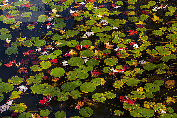 Seerosenblätter und herbstlich gefärbte Blätter im Wasser; Waterloo  Quebec  Kanada