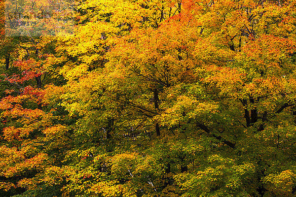 Herbstfarbenes Laub auf dem Mount Sutton; Sutton  Quebec  Kanada'.