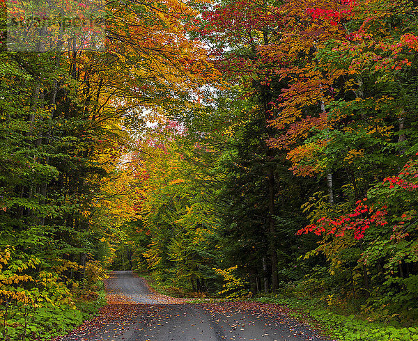 Herbstfarbenes Laub an den Bäumen entlang einer Landstraße; Sutton  Quebec  Kanada'.