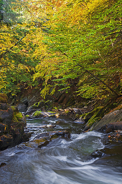 Wasser in einem Bach und Bäume  die sich im Herbst verfärben; Foster  Quebec  Kanada'.