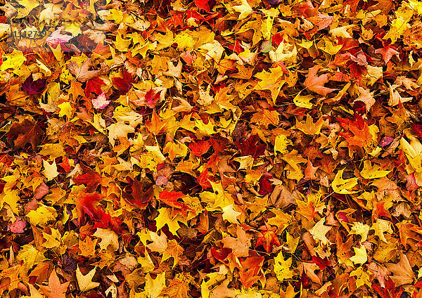 Herbstblätter auf dem Boden; Iron Hill  Quebec  Kanada'.