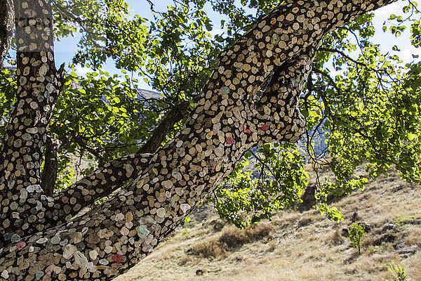 Kaugummi an einem Baum; Vardzia  Meskhetii  Georgien'.
