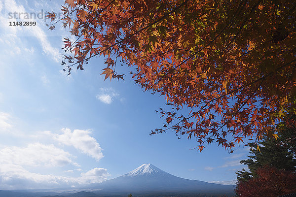 Berg Fuji und Herbstlaub vom Arakura Sengen Schrein  Präfektur Yamanashi  Japan