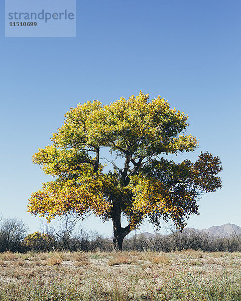 Baumwollbaum im Herbst