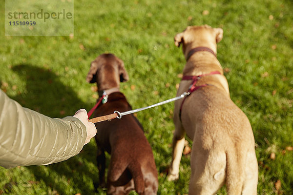 Hundespaziergänger mit zwei Hunden an der Leine