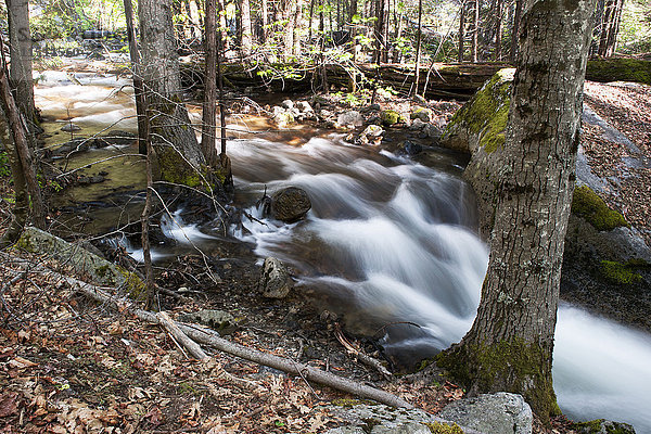 Strom fließt über Felsen im Wald