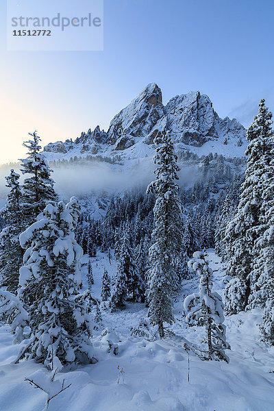 Der hohe Gipfel des Sass De Putia umrahmt den verschneiten Wald in der Morgendämmerung  Passo Delle Erbe  Fünser Tal  Südtirol  Italien  Europa