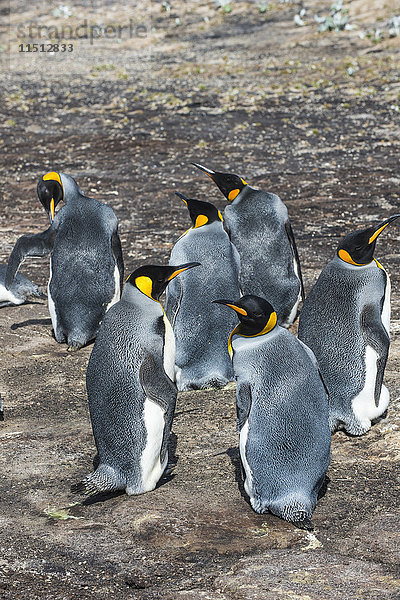 Königspinguin-Kolonie (Aptenodytes patagonicus)  Saunders Island  Falklandinseln  Südamerika