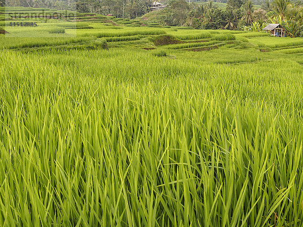 Reisfelder  Bali  Indonesien  Südostasien  Asien