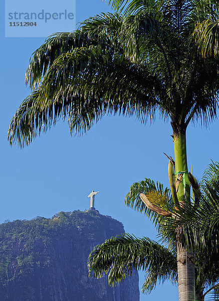 Corcovado und Christusstatue durch die Palmen des Botanischen Gartens gesehen  Zona Sul  Rio de Janeiro  Brasilien  Südamerika