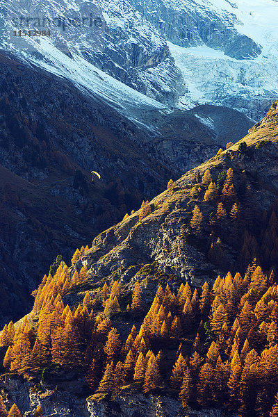 Ein Gleitschirm fliegt im Herbst  Zermatt  Wallis  Schweizer Alpen  Schweiz  Europa