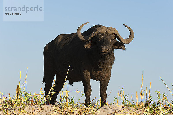 Ein Kaffernbüffel (Syncerus caffer)  Chobe-Nationalpark  Botsuana  Afrika