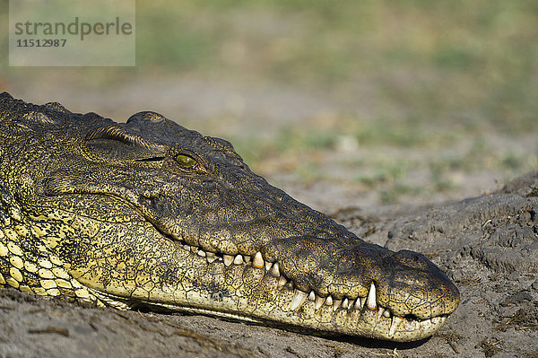 Ein Nilkrokodil (Crocodylus niloticus) an einem Flussufer  Chobe-Nationalpark  Botsuana  Afrika