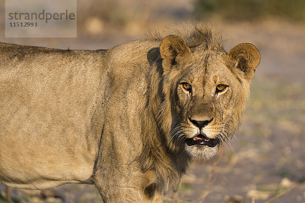 Porträt eines Löwen (Panthera leo)  Savuti-Sumpf  Chobe-Nationalpark  Botsuana  Afrika