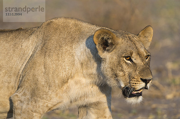 Eine Löwin (Panthera leo) beim Spaziergang  Savuti-Sumpf  Chobe-Nationalpark  Botsuana  Afrika