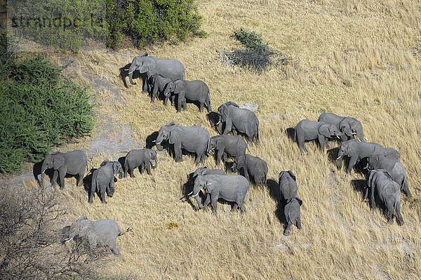 Luftaufnahme von afrikanischen Elefanten (Loxodonta africana)  Okavango-Delta  Botswana  Afrika