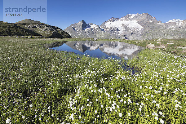 Baumwollgras umrahmt verschneite Gipfel  die sich im Wasser spiegeln  Val Dal Bugliet  Berninapass  Kanton Graubünden  Engadin  Schweiz  Europa