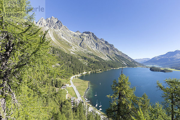 Blick auf den blauen Silsersee von Plaun da Lej  Kanton Graubünden  Engadin  Schweiz  Europa