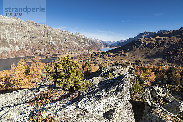 Bunte Bäume und blauer Himmel umrahmen den St. Moritzersee im Herbst  Val Fedoz  Kanton Graubünden  Engadin  Schweiz  Europa