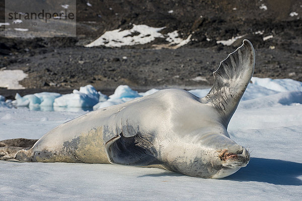 Krabbenfresser-Robbe (Lobodon carcinophaga) (carcinophagus) liegt auf dem Rücken auf einer Eisscholle in Hope Bay  Antarktis  Polarregionen