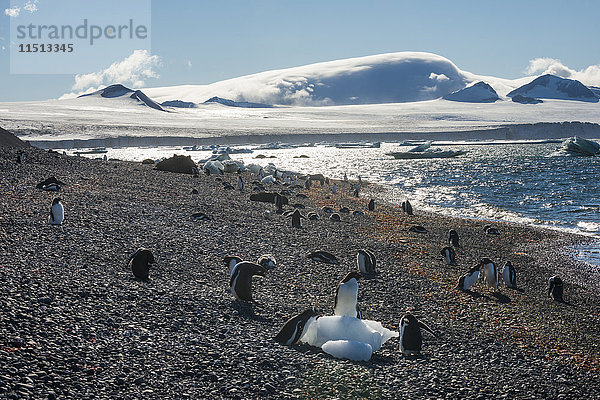 Adelie- und Eselspinguine  Brown Bluff  Tabarin-Halbinsel  Antarktis  Polarregionen