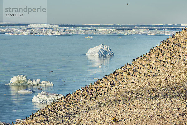 Berg voller Kaiserscharbe (Phalacrocorax atriceps)  Paulet Insel  Antarktis  Polarregionen