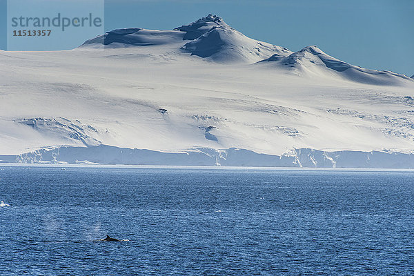 Schwertwal (Orca) (Orcinus orca)  Weddell  Meer  Antarktis  Polarregionen