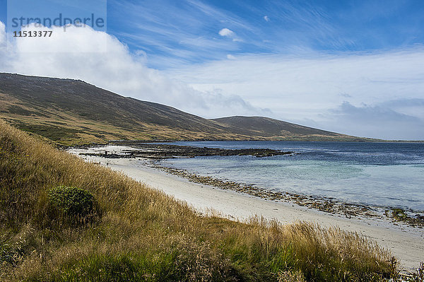 Blick über Carcass Island  Falklandinseln  Südamerika