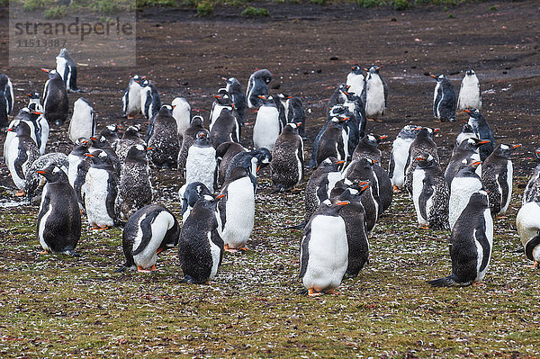 Magellanpinguin (Spheniscus magellanicus) Kolonie  Carcass Island  West Falklands  Falklandinseln  Südamerika