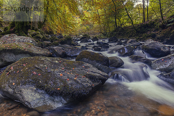Der Moness Burn fließt durch die Felsen in den Birks of Aberfeldy im Herbst  Perthshire  Schottland  Vereinigtes Königreich  Europa