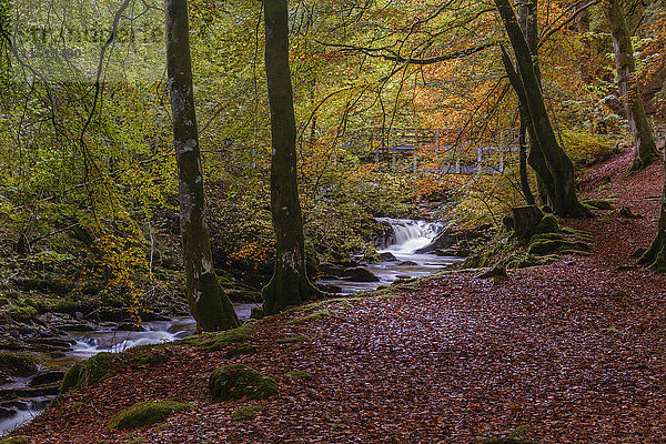 Herbst in den Birks of Aberfeldy  Schottische Highlands  Schottland  Vereinigtes Königreich  Europa