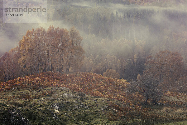 Herbstnebel zieht durch das Tal des Flusses Tummel in der Nähe von Pitlochry in den schottischen Highlands  Schottland  Vereinigtes Königreich  Europa