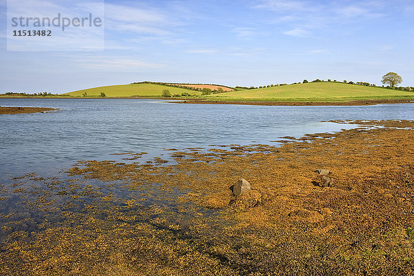 Strangford Lough  Grafschaft Down  Ulster  Nordirland  Vereinigtes Königreich  Europa