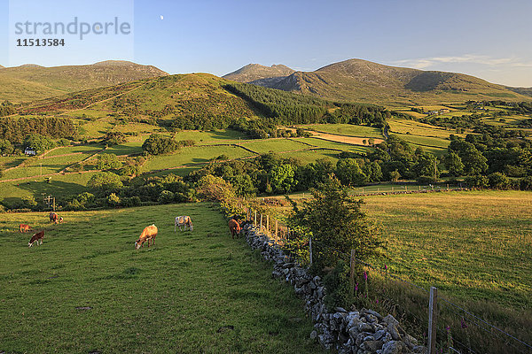 Mourne Mountains  Grafschaft Down  Ulster  Nordirland  Vereinigtes Königreich  Europa