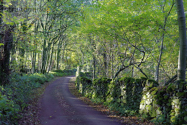 Eine ruhige  von Bäumen gesäumte Straße im Duddon Valley  Lake District National Park  Cumbria  England  Vereinigtes Königreich  Europa