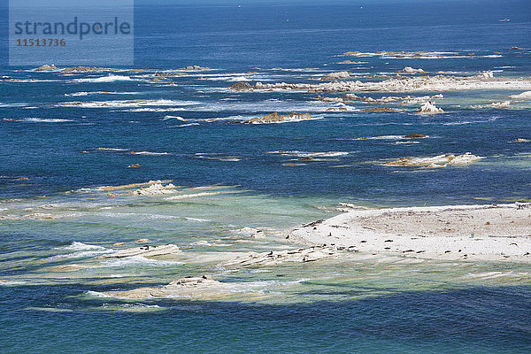 Kolonie neuseeländischer Pelzrobben (Arctocephalus forsteri) vor Point Kean  Kaikoura Peninsula  Kaikoura  Canterbury  Südinsel  Neuseeland  Pazifik