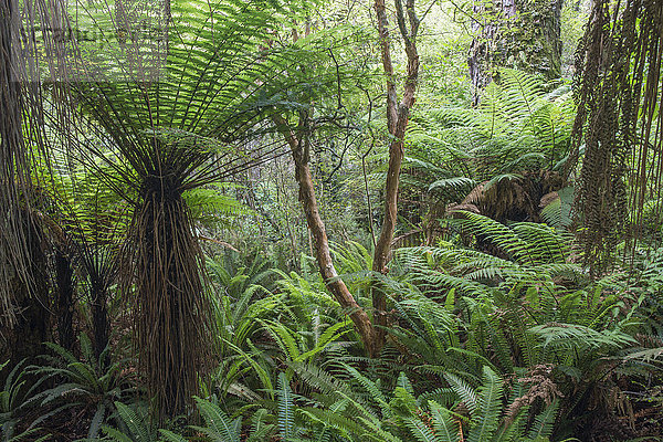 Farne im gemäßigten Regenwald  Purakaunui  nahe Owaka  Catlins Conservation Area  Clutha District  Otago  Südinsel  Neuseeland  Pazifik