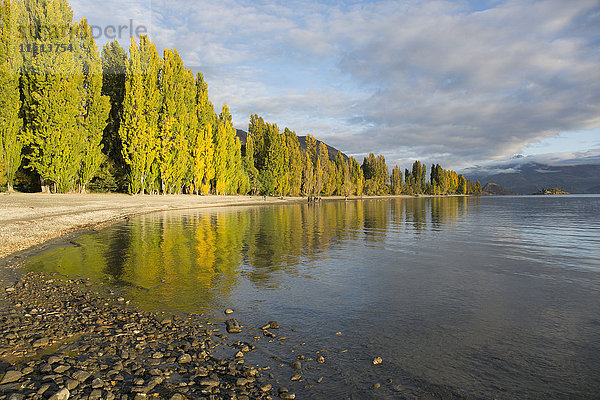 Blick entlang des Ufers des ruhigen Lake Wanaka  Herbst  Roys Bay  Wanaka  Bezirk Queenstown-Lakes  Otago  Südinsel  Neuseeland  Pazifik