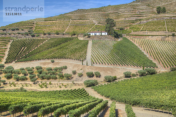 Weinberge  Quinta do Crasto  Alto Douro Weintal  UNESCO-Weltkulturerbe  Portugal  Europa
