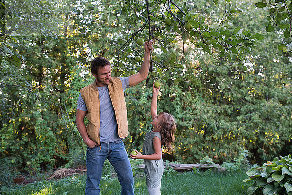 Vater hilft Tochter beim Erreichen des Apfels am Baum